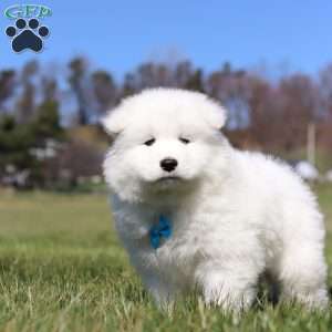 Simon, Samoyed Puppy